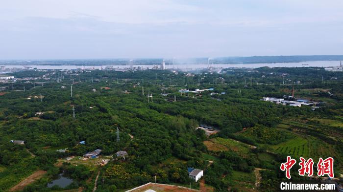 湖北宜昌姚家港化工園周圍綠樹成蔭。<a target='_blank' href='http://www.chinanews.com/'>中新社</a>記者董曉斌攝